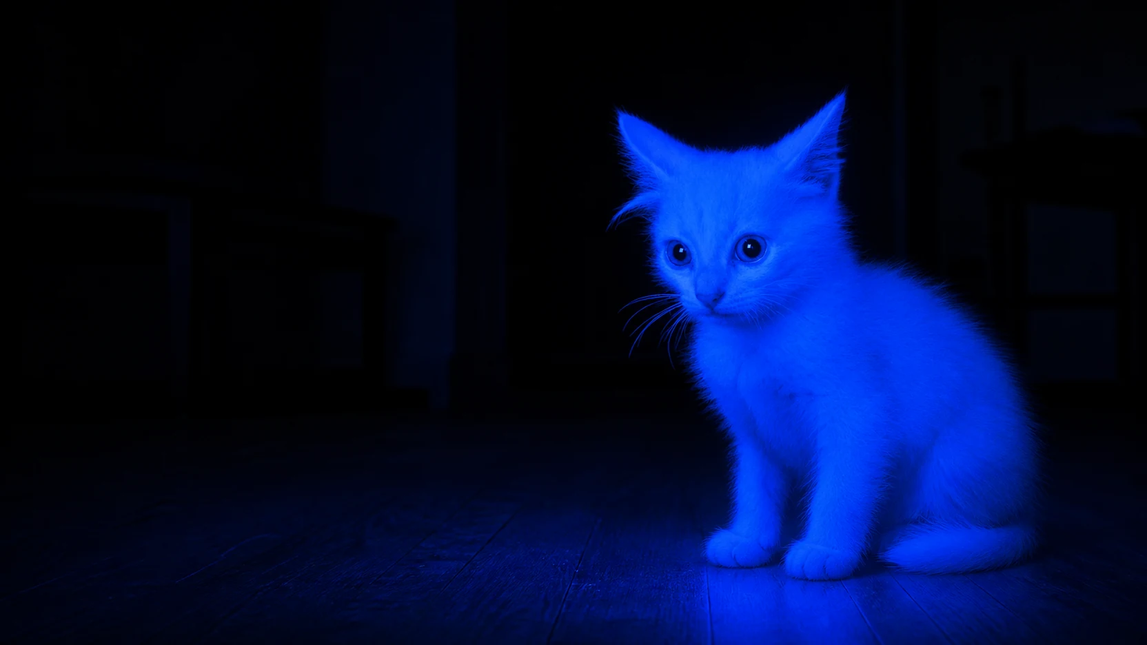 Blue Screen Cat glowing in a dark room